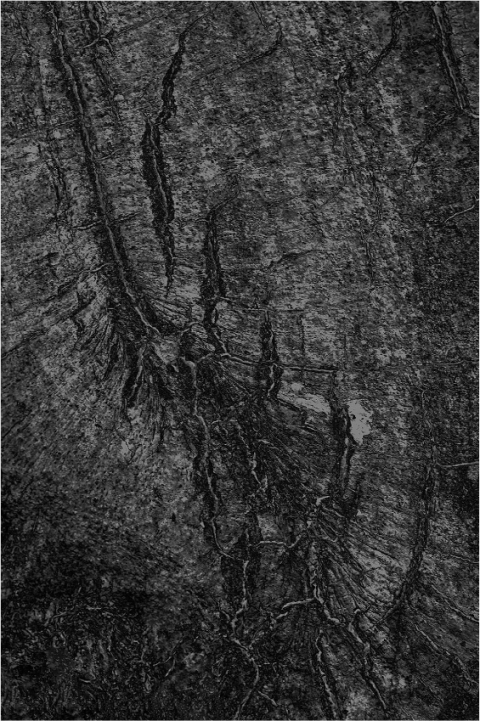 Fig. 16. Sophie Zénon, Stigmates 2022. Photographie d’une cicatrice d’un hêtre "fusillé" pendant la Première Guerre mondiale. Tirage au charbon, 20×30 cm. © Sophie Zénon